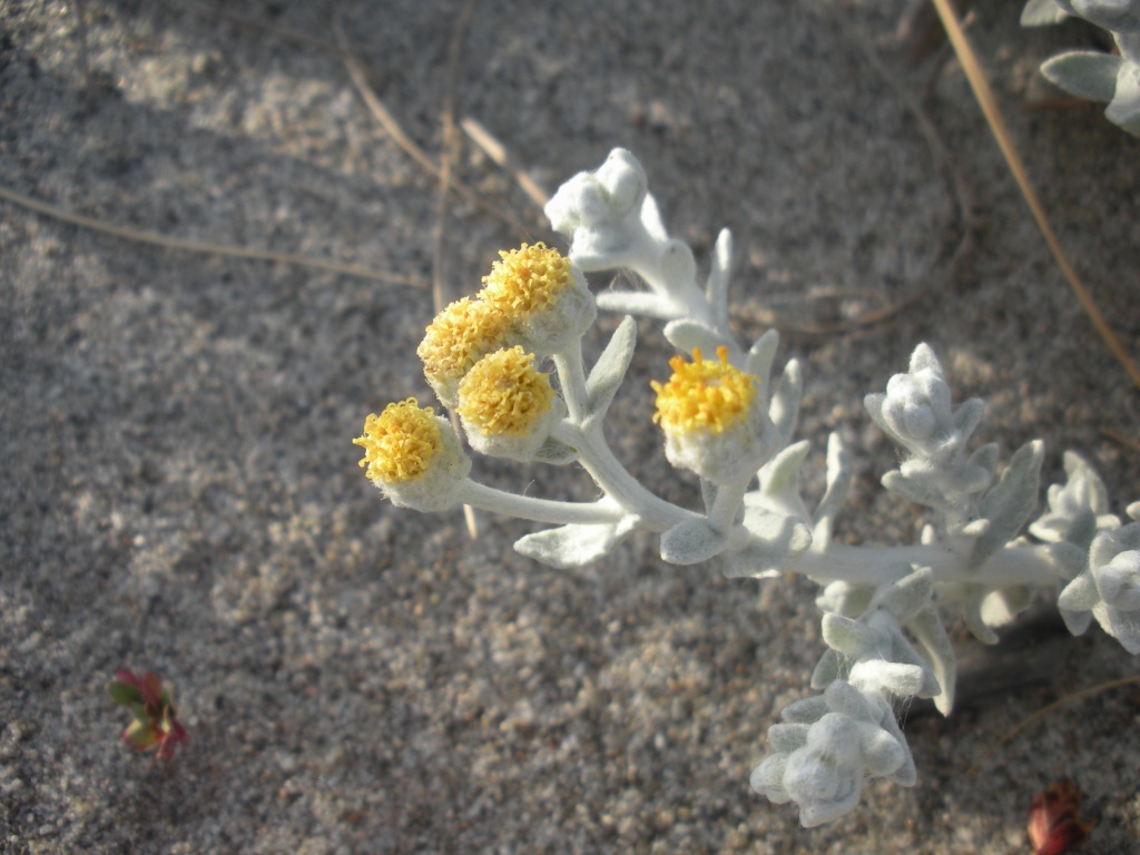 Otanthus maritimus